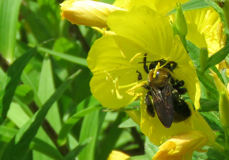 Pollen !