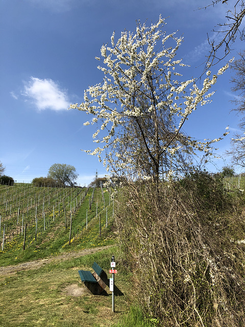 HBM aus den Weinbergen