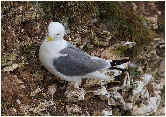 EF7A9663 Kittiwake