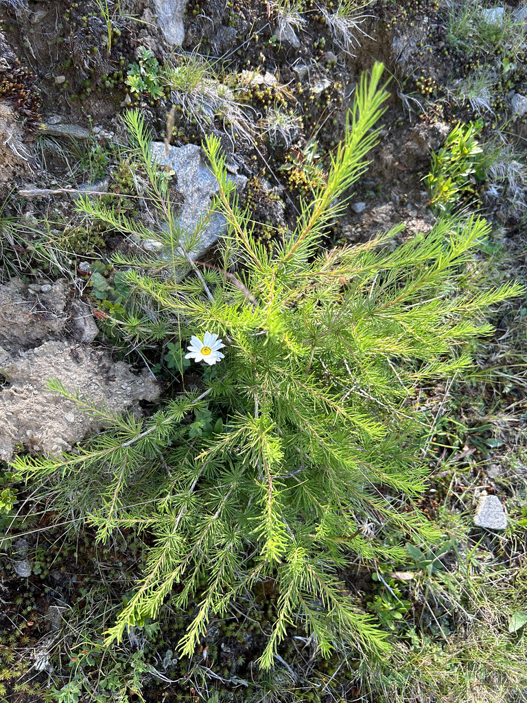 Preserve our alpine nature.