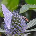 20230719 2581CPw [D~LIP] Flachblättriger Mannstreu (Eryngium planum), Faulbaum-Bläuling (Celastrina argiolus), Kleine Mistbiene (Syritta pipiens), Bad Salzuflen