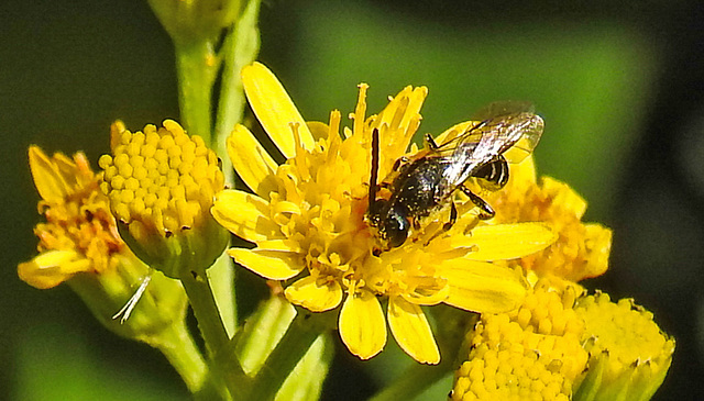 20240714 0481CPw [D~LIP] Jakobs-Greiskraut, Schmalbiene (Lasioglossum agg), BS