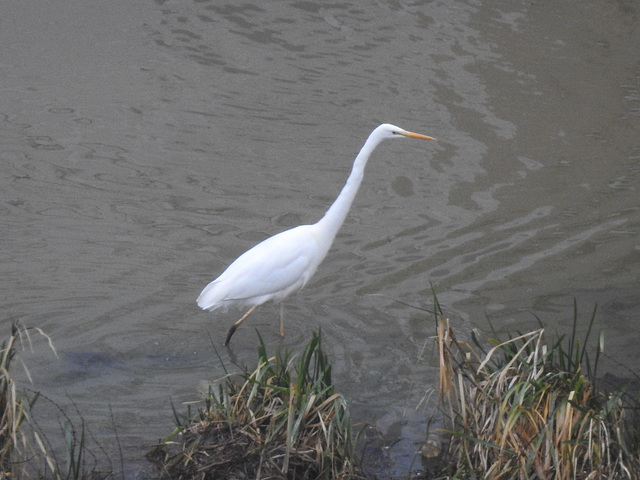 Silberreiher in der Wettern