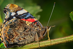 Der Admiral (Vanessa atalanta) hat mich reingelockt :)) The Admiral (Vanessa atalanta) lured me in :)) L'amiral (Vanessa atalanta) m'a attiré :))