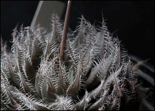 Haworthia bolusii