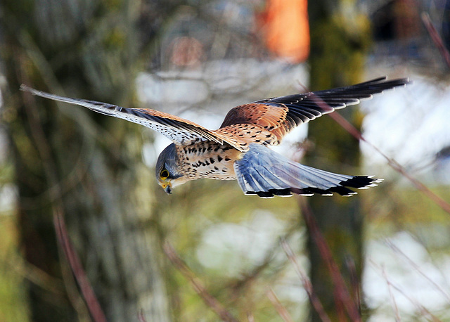 Rüttelfalke