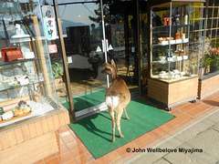 Sika Deer Window shopping in Miyajima 10 Week project Shapes Square week 2