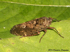 55 Leaf Hopper or Cicada?