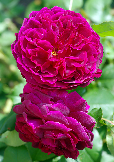 Rose 'Munstead Wood'