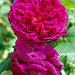 Rose 'Munstead Wood'