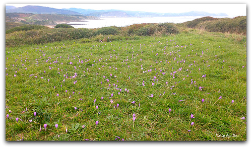 Campo florido