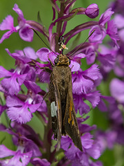 Epargyreus clarus (Silver-spotted Skipper) pollinating Platanthera psycodes (Small Purple Fringed orchid)