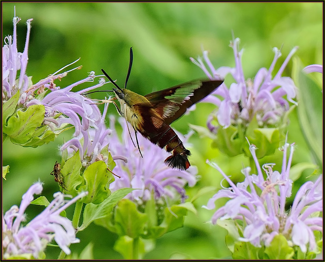 Detail - Clear-Winged Hummingbird Moth (Hemaris Thysbe)