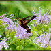 Detail - Clear-Winged Hummingbird Moth (Hemaris Thysbe)