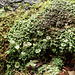 Cladonia lichen and others