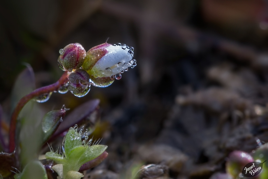 Pictures for Pam, Day 119: Tiny Whitlow Spring Grass