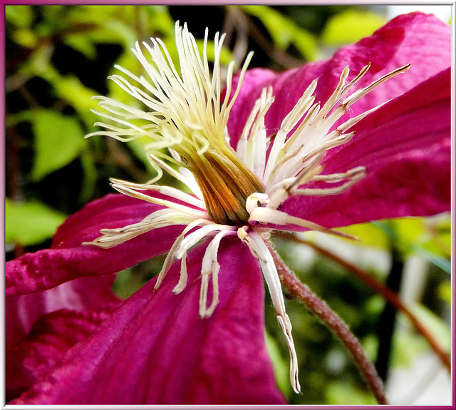 Waldreben-1 (Clematis).  ©UdoSm