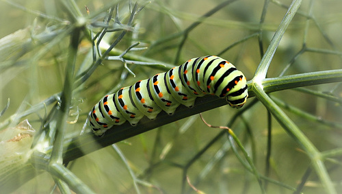 Machaon