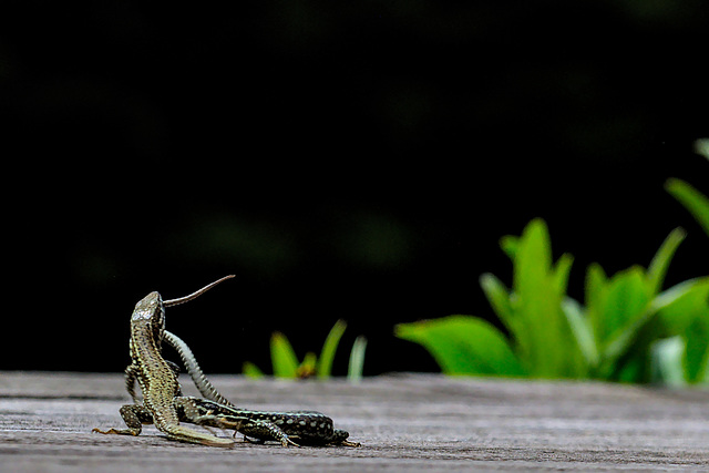 Dans le jardin : Combat de lezards