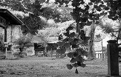 Ginkgo leaves