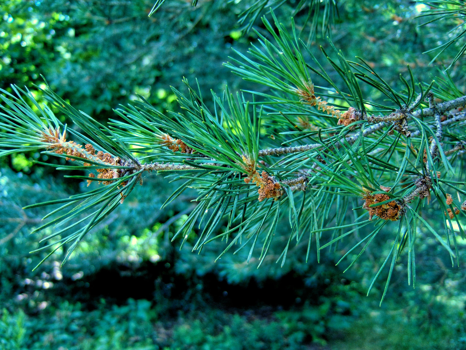 White Pine