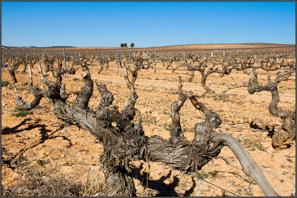 Wein bis zum Horizont