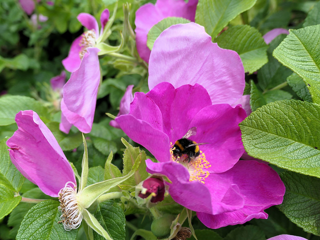 Glückliche Hummel : ))