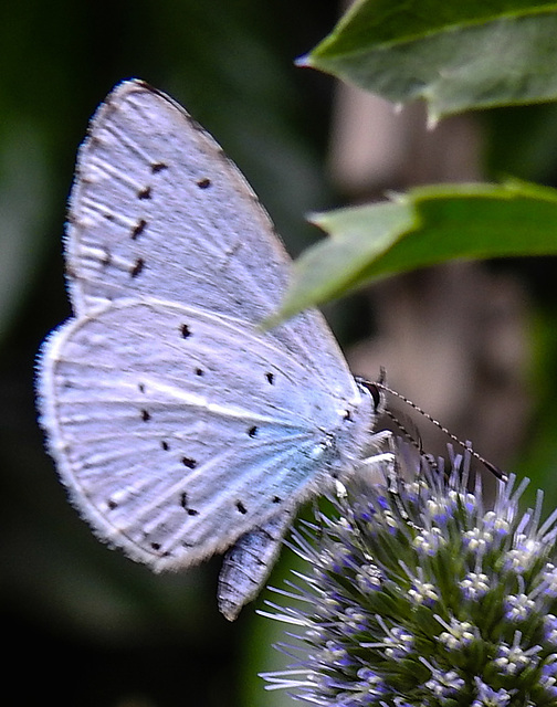 20230719 2582CPw [D~LIP] Flachblättriger Mannstreu (Eryngium planum), Faulbaum-Bläuling (Celastrina argiolus), Bad Salzuflen