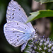 20230719 2582CPw [D~LIP] Flachblättriger Mannstreu (Eryngium planum), Faulbaum-Bläuling (Celastrina argiolus), Bad Salzuflen