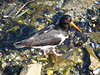 Oystercatcher