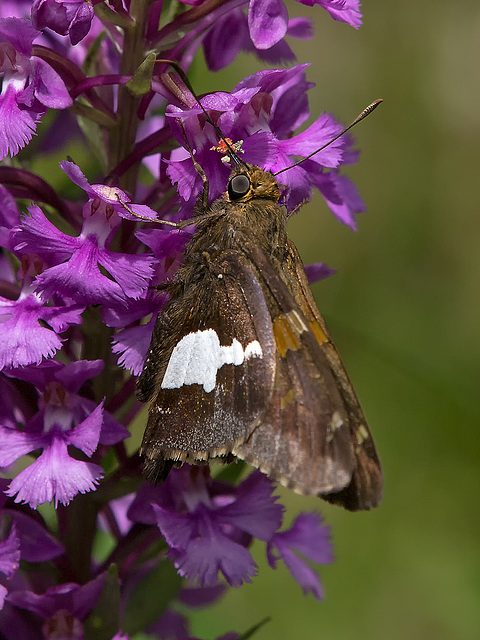 Epargyreus clarus (Silver-spotted Skipper) pollinating Platanthera psycodes (Small Purple Fringed orchid)