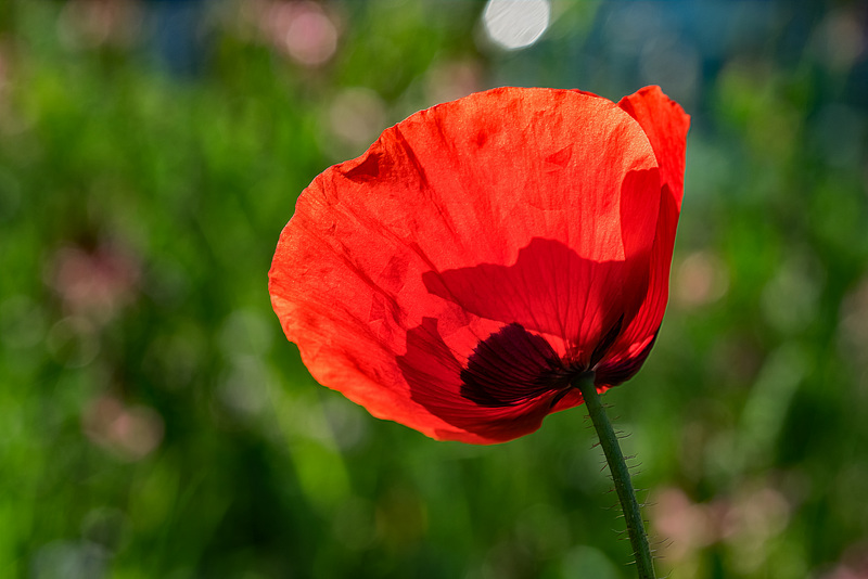 BESANCON: coquelicot (Papaver rhoeas).01