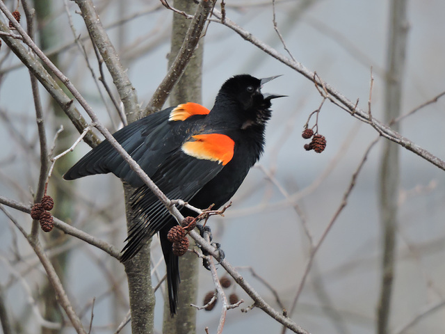 Red-winged Blackbird male