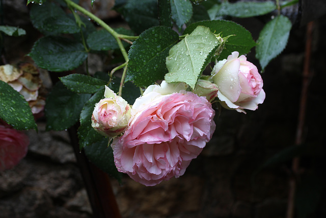 mes roses après l'orage