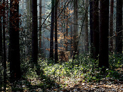 Sunlight in the Forest