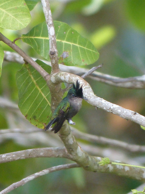 Hummingbird - 13 March 2019