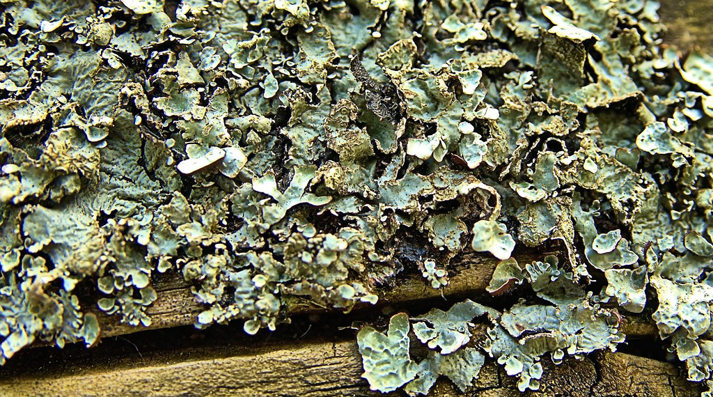 Luscious Little Lichen Landscapes!!