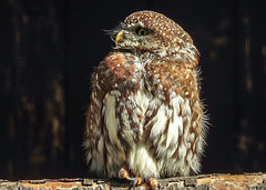 20190911 6271CPw [D~OH] Perlkauz (Glaucidium perlatum), Timmendorfer Strand