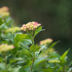 Hortensia