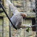 20210729 2206CPw [D~OS] Weißwangen-Schopfgibbon, Zoo Osnabrück