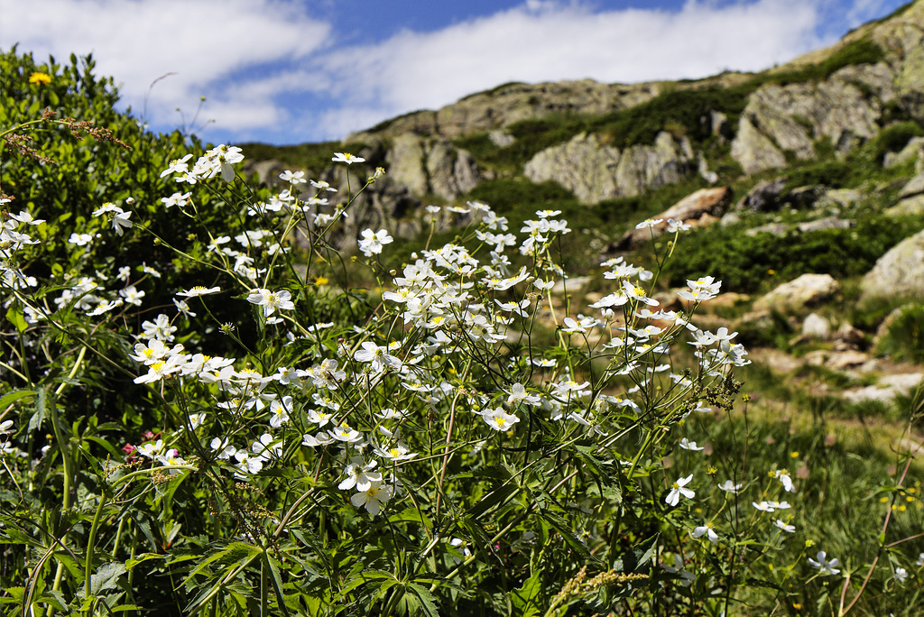 En abondance.