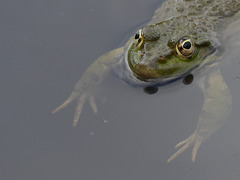 20240623 -25 Lavogne Blandas - paradis Alzon - Lezard Navas (22)