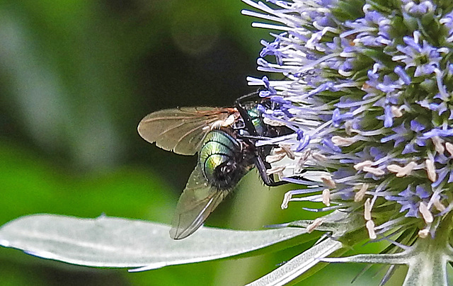 20230719 2583CPw [D~LIP] Flachblättriger Mannstreu (Eryngium planum), Goldfliege (Lucilia agg) Bad Salzuflen