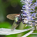 20230719 2583CPw [D~LIP] Flachblättriger Mannstreu (Eryngium planum), Goldfliege (Lucilia agg) Bad Salzuflen