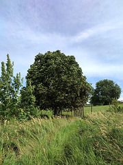 Landschaft am Neetzkaer See