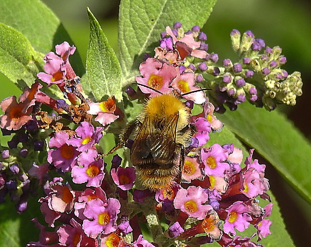 20240714 0488CPw [D~LIP] Schmetterlingsstrauch (Budleja davidii), Ackerhummel (Bombus pascuorum), BS