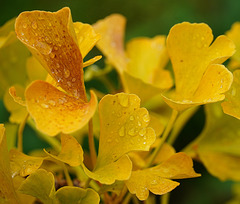 Ginkgo im Herbst (3 PiPs)