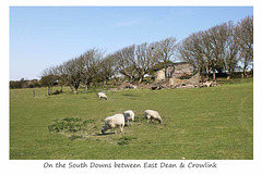 South Downs sheep - 23.4.2010