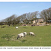 South Downs sheep - 23.4.2010