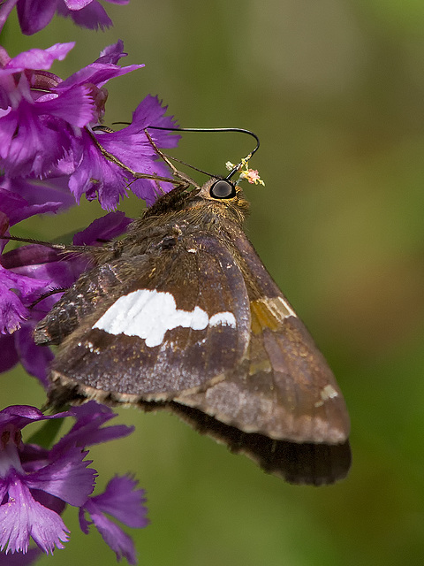 Epargyreus clarus (Silver-spotted Skipper) pollinating Platanthera psycodes (Small Purple Fringed orchid)